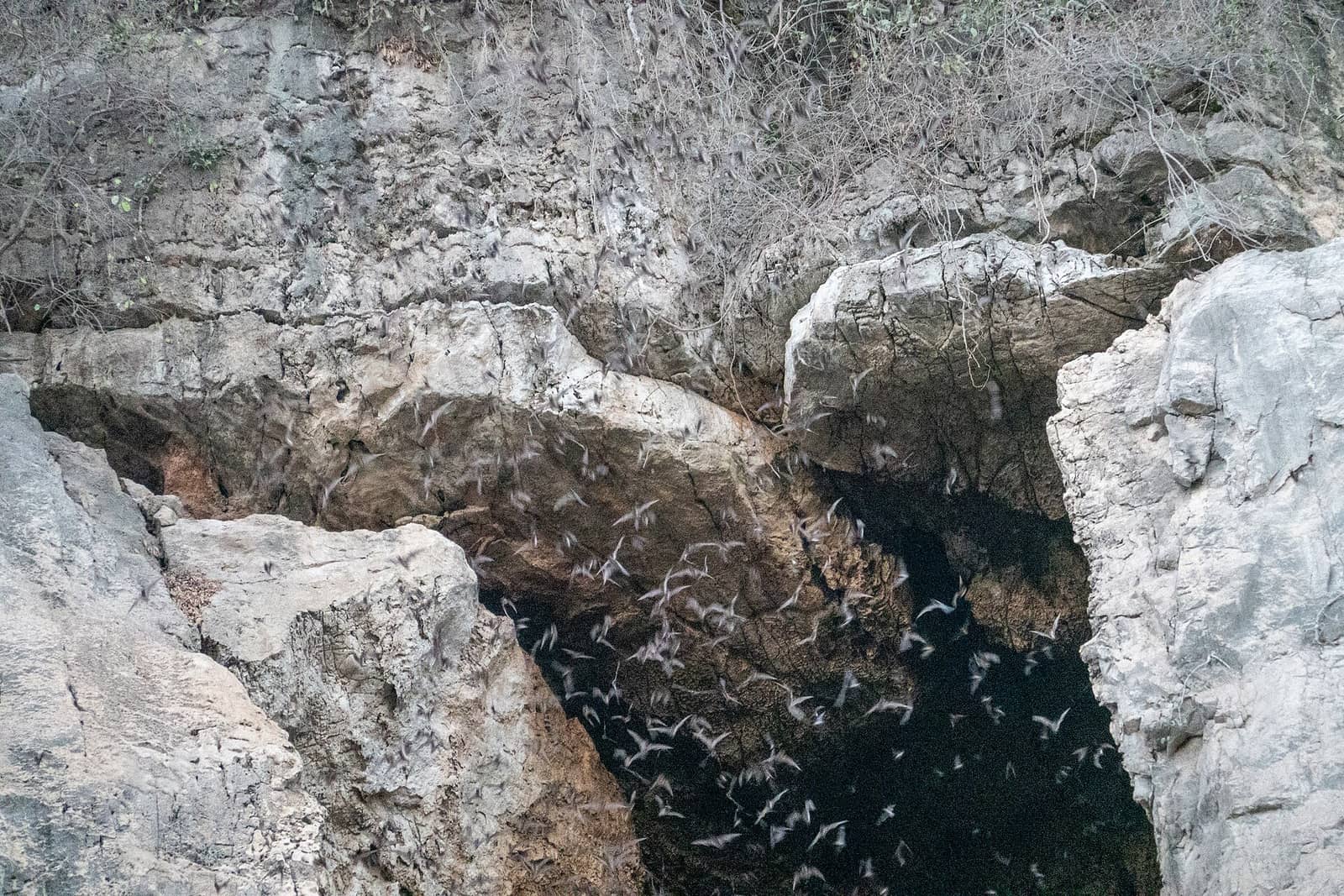 Bats streaming out of a dark cleft in the pale limestone cliff face at Phnom Sampeau