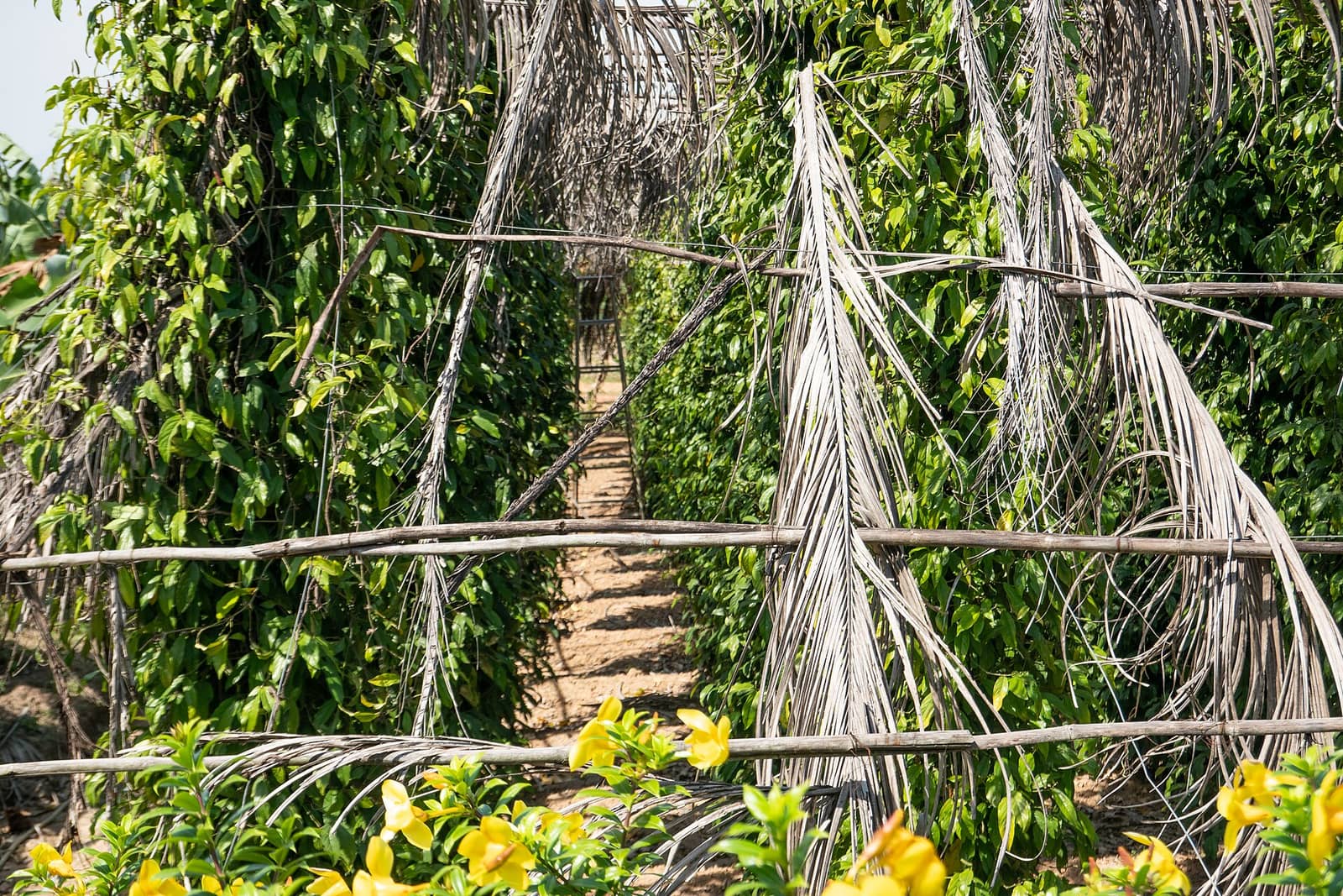 Rows of pepper vines trained up wooden poles on a Kampot plantation, a sand path running between them