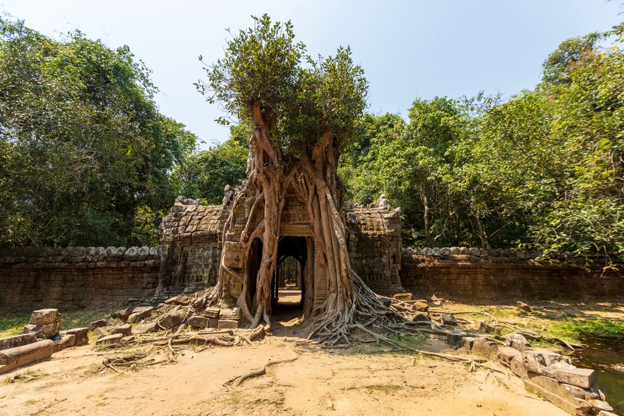 A stone gateway at Ta Prohm gripped by the pale roots of a strangler fig
